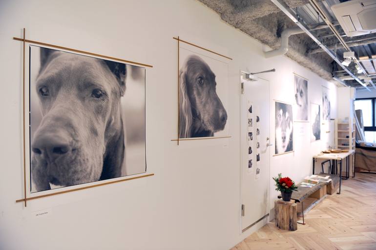 Original Conceptual Dogs Photography by Morihiro Tsubokura 坪倉 守広