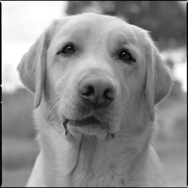 Print of Dogs Photography by Morihiro Tsubokura 坪倉 守広