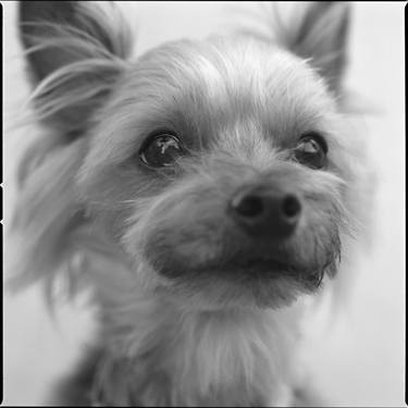 Original Conceptual Dogs Photography by Morihiro Tsubokura 坪倉 守広