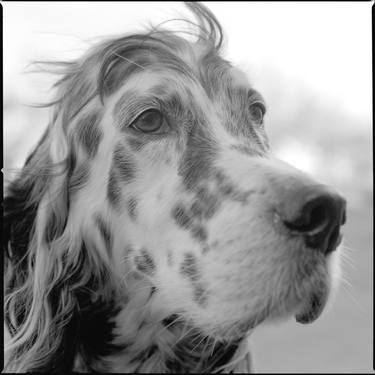 10G（獣戯画） title「10G # englishsetter # SaPS」（ED 24 + AP 1) - Limited Edition 1 of 24 thumb