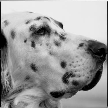 Print of Conceptual Dogs Photography by Morihiro Tsubokura 坪倉 守広