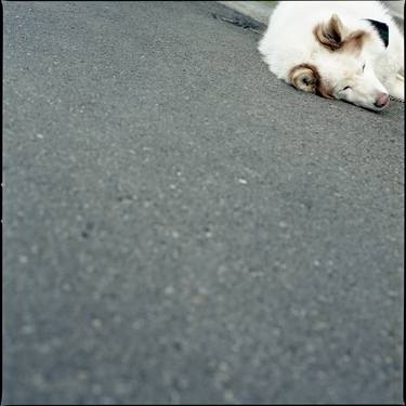 Print of Dogs Photography by Morihiro Tsubokura 坪倉 守広