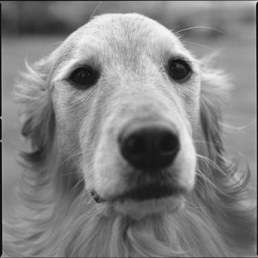 Print of Conceptual Dogs Photography by Morihiro Tsubokura 坪倉 守広