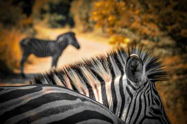 Original Abstract Expressionism Animal Photography by Kim Thunder