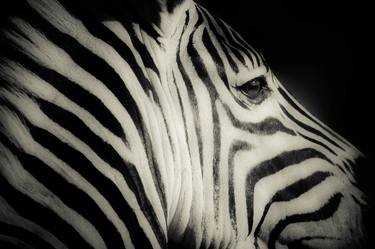 Zebra abstract - Limited Edition 1 of 50 thumb
