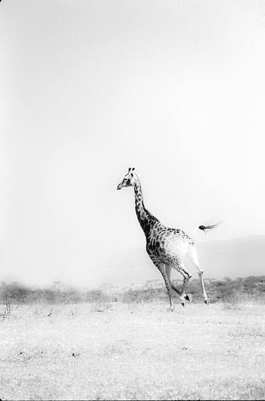 Giraffe in motion - Limited Edition 2 of 50 thumb