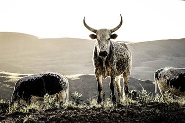 African Nguni bull - Limited Edition of 50 thumb
