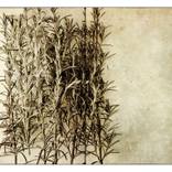 Awakened souls No.1 By Ian Talbot , Limited edition of 30 signed by Gallery one five one