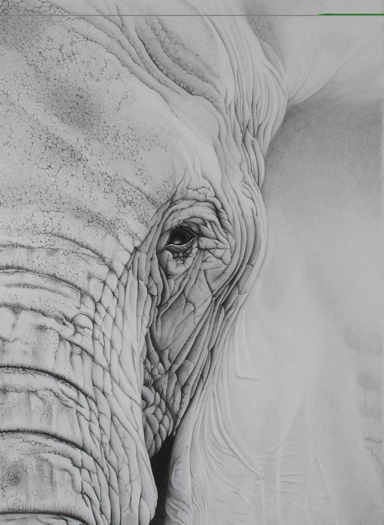Elephant Eye Drawing by Stacey Ferguson Saatchi Art