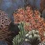 Collection Corals and Sea gardens