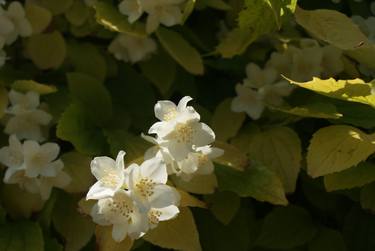 Print of Realism Botanic Photography by Mariasun Kortabarria