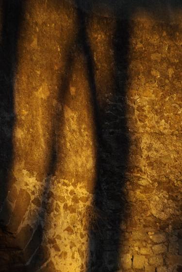 Original Abstract Tree Photography by Alessandro Nesci