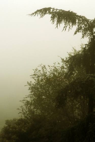 Italian Landscape - Foggy landscape in Roman campagna with trees - The Roman landscape, Rome, Italy, photography thumb