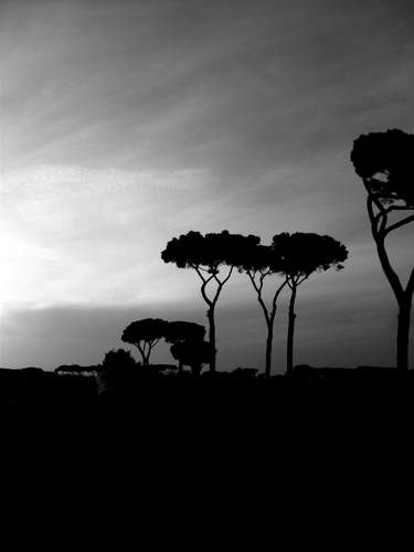 Landscape photography black and white - Landscape with trees, pines - The Roman landscape, Rome, Italy, photography thumb