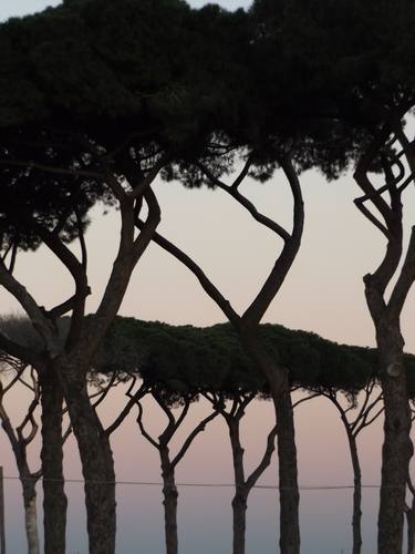 Italy, Landscape photography - Landscape with trees, pines - The Roman landscape, Rome, Italy, photography thumb