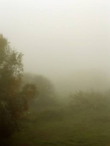 Photography Landscape - Foggy landscape with big tree and field - The Roman landscape, Rome, Italy, photography thumb
