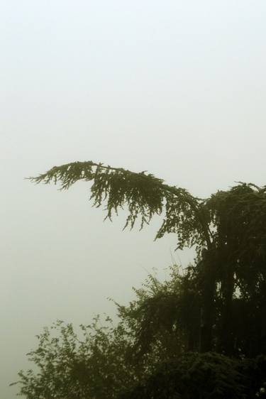Photography Landscape - Misty landscape with tree - The Roman landscape, Rome, Italy, photography thumb