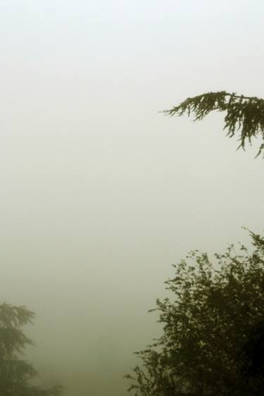 Print of Documentary Tree Photography by Alessandro Nesci