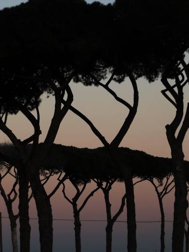 Original Expressionism Tree Photography by Alessandro Nesci