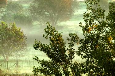 Landscape photography, Italian Sunshine - Tree, sunrise, foggy, nature - The Roman landscape, Rome, Italy, photography thumb