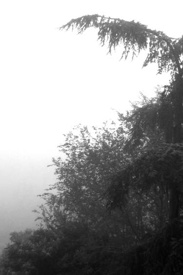 Photography Landscape, black and white - Misty landscape with trees - The Roman landscape, Rome, Italy, photography thumb