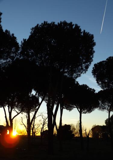 Original Documentary Tree Photography by Alessandro Nesci