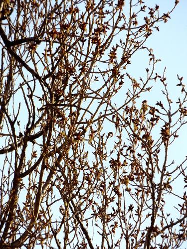 Tree, photography thumb