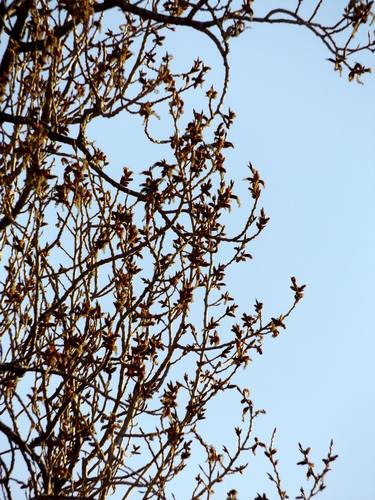 Original Documentary Tree Photography by Alessandro Nesci