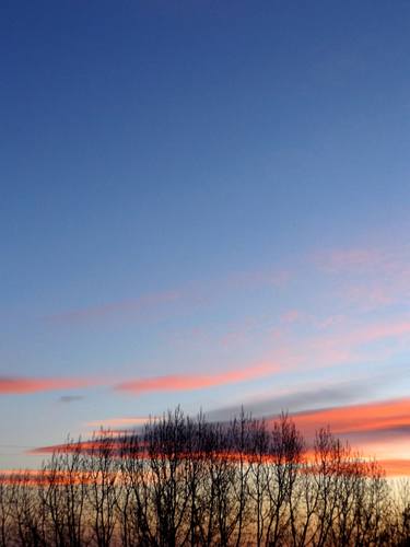 Sky, tree, sunrise thumb