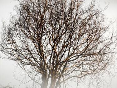 Print of Documentary Tree Photography by Alessandro Nesci