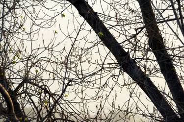 Print of Realism Tree Photography by Alessandro Nesci