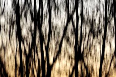 Abstract tree photography thumb