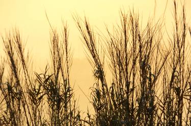 Morning light, golden light, nature thumb