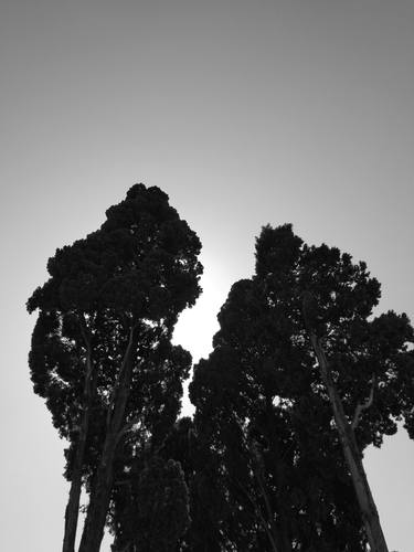 Tree - Photography, landscape, black and white thumb