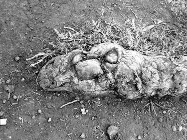 Root - Anthropomorphic nature in black and white photography thumb