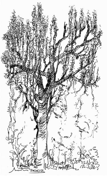 Print of Tree Drawings by ANGELO MASSIMO NOSTRO