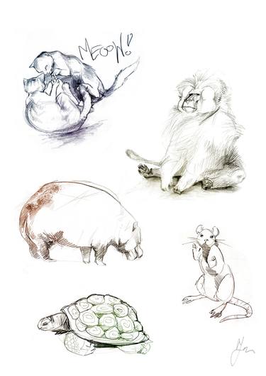 Original Figurative Animal Drawings by Jen Satora