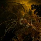 Aurea 6 by Tortora Travezan