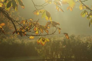 Misty Morning thumb