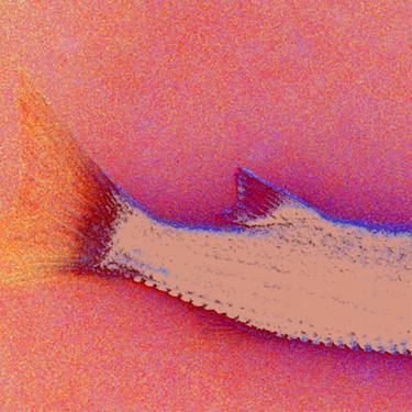 Print of Fish Photography by Yannik Art