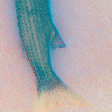 Print of Fish Photography by Yannik Art