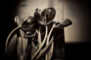Original Figurative Floral Photography by frank verreyken