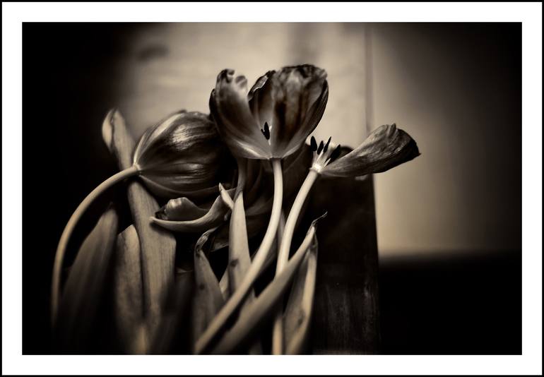 Original Floral Photography by frank verreyken