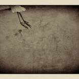 Collection Landscapes