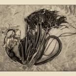 Collection Landscapes