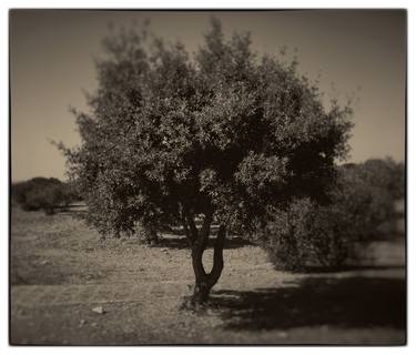 Print of Fine Art Tree Photography by frank verreyken