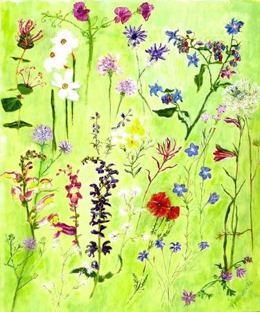 Wild flowers of Watery Meadows thumb