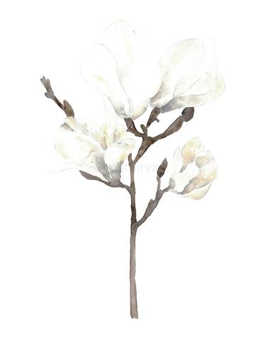 Magnolia blossom flowers Watercolor thumb