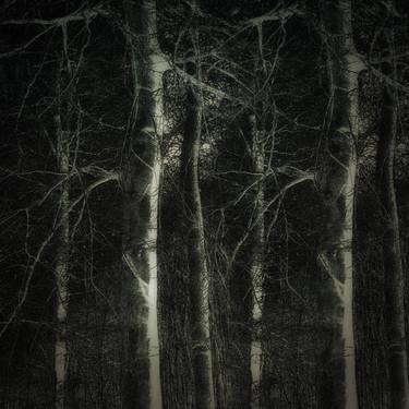 Saatchi Art Artist Ellen Dornhaus; Photography, “Mystic Forest” #art