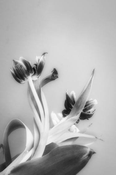 Saatchi Art Artist Ellen Dornhaus; Photography, “Broken Tulips” #art